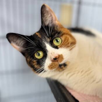 Rescue Domestic Short Hair Cats for Adoption in Miami, Florida - Gypsy | PetCurious