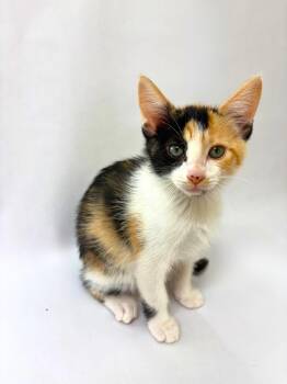 Olivia -  American Shorthair Cat for Adoption in Pasco, Washington - Olivia | PetCurious