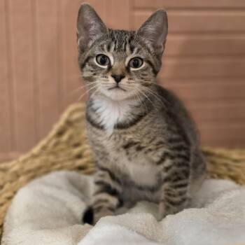 Slushie -  Domestic Short Hair Cat for Adoption in Philadelphia, Pennsylvania - Slushie | PetCurious