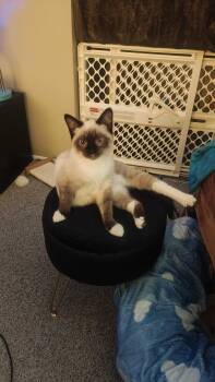 Dante and Zev -  Domestic Short Hair Cat for Adoption in Seattle, Washington - Dante And Zev | PetCurious