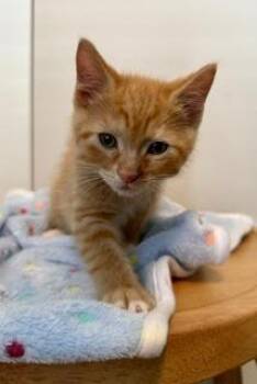 Satsuma -  Domestic Short Hair Cat for Adoption in Seattle, Washington - Satsuma | PetCurious