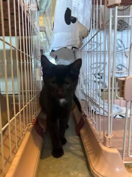 Domestic Short Hair Cats Available for Adoption - Jones | PetCurious