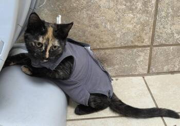 Aster Flower -  Domestic Short Hair Cat for Adoption in INDN HBR BCH, Florida - Aster Flower | PetCurious