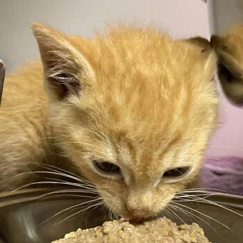 72248 -  Domestic Short Hair Cat for Adoption in Harrisonburg, Virginia - 72248 | PetCurious