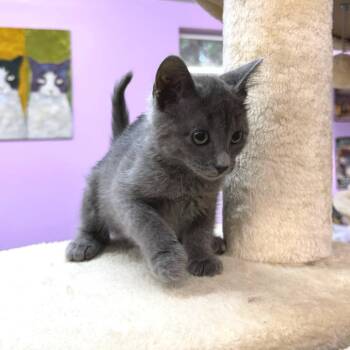 Serenade in Blue -  Russian Blue and Domestic Short Hair Cat for Adoption in Boerne, Texas - Serenade In Blue | PetCurious