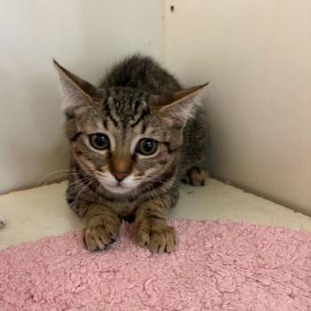 Daisy - Chino Hills Location -  Domestic Short Hair Cat for Adoption in Chino Hills, California - Daisy - Chino Hills Location | PetCurious