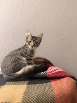 Rescue Domestic Medium Hair Cats for Adoption in Fort Collins, Colorado - Walnut | PetCurious