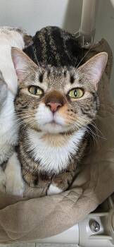 Siamese Cats Available for Adoption - Violet | PetCurious