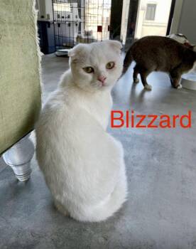 Blizzard -  Scottish Fold Cat for Adoption in San Jacinto, California - Blizzard | PetCurious