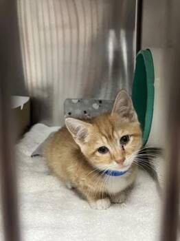 93795a Carl- PetSmart Mt Pleasant -  Domestic Short Hair Cat for Adoption in North Charleston, South Carolina - 93795a Carl- PetSmart Mt Pleasant | PetCurious