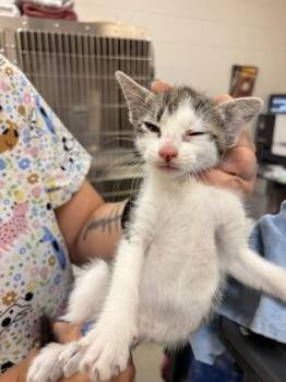 Hook -  Domestic Short Hair Cat for Adoption in Palm Coast, Florida - Hook | PetCurious
