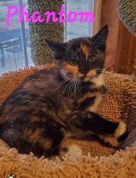 Rescue Domestic Short Hair Cats for Adoption in Willcox, Arizona - Phantom | PetCurious