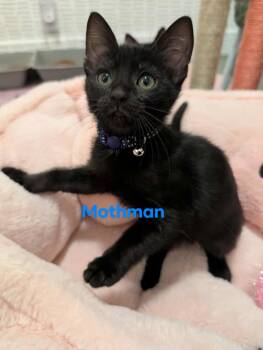 Rescue Domestic Short Hair Cats for Adoption in Champaign, Illinois - Mothman | PetCurious