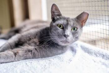 Abbie -  Domestic Medium Hair Cat for Adoption in Hilton Head Island, South Carolina - Abbie | PetCurious