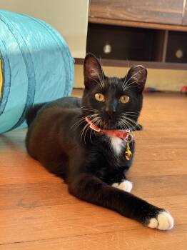 Wasabi -  Tuxedo Cat for Adoption in Los Angeles, California - Wasabi | PetCurious