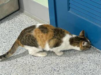 Domestic Short Hair Cats Available for Adoption - Baffle | PetCurious