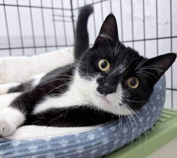 Sorry -  American Shorthair Cat for Adoption in Philadelphia, Pennsylvania - Sorry | PetCurious
