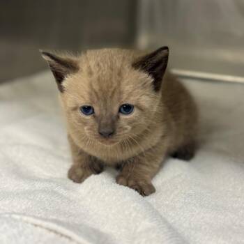 Domestic Short Hair Cats Available for Adoption in Pauls Valley, Oklahoma - Durian | PetCurious