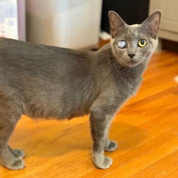 Olive -  Domestic Short Hair Cat for Adoption in Spring Hill, Kansas - Olive | PetCurious