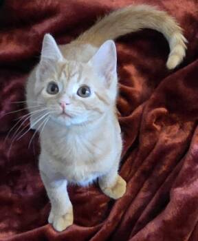 Rescue Domestic Short Hair Cats for Adoption in Vine Grove, Kentucky - Oakley | PetCurious