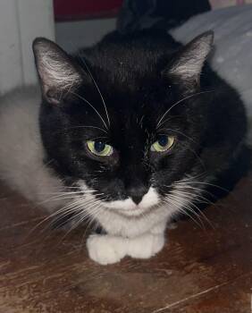 Rescue Tuxedo Cats for Adoption in Monroeville, Pennsylvania - Farrah | PetCurious