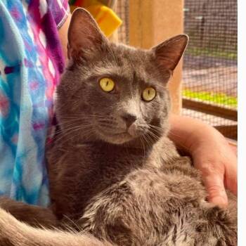 Domestic Short Hair Cats Available for Adoption in Eastsound, Washington - Spirit | PetCurious