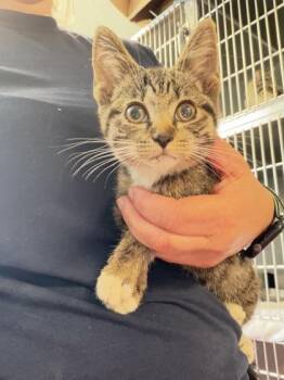 Mayflower -  Domestic Short Hair Cat for Adoption in South Bend, Indiana - Mayflower | PetCurious