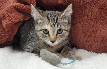 Rescue Domestic Short Hair and Tabby Cats for Adoption in Blaine, Minnesota - Billie Jean | PetCurious