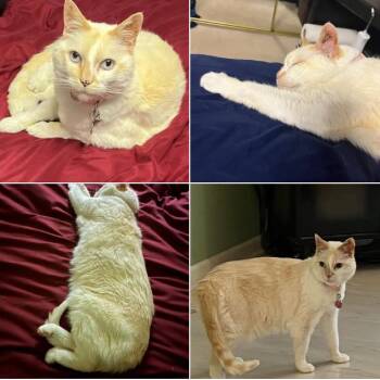 Cassie - Home to Home -  Siamese and Domestic Medium Hair Cat for Adoption in South Elgin, Illinois - Cassie - Home To Home | PetCurious