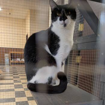 Rescue Domestic Short Hair Cats for Adoption in Union, Missouri - Milkshake - SPECIAL NEEDS - FELEUK + | PetCurious