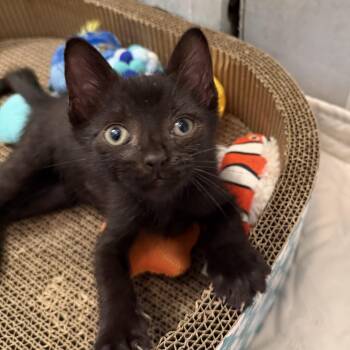 Colby -  Domestic Short Hair Cat for Adoption in Bayonne, New Jersey - Colby | PetCurious