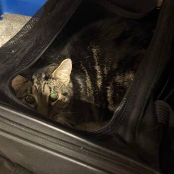 Domestic Short Hair Cats Available for Adoption in Lake Panasoffkee, Florida - Sammie | PetCurious