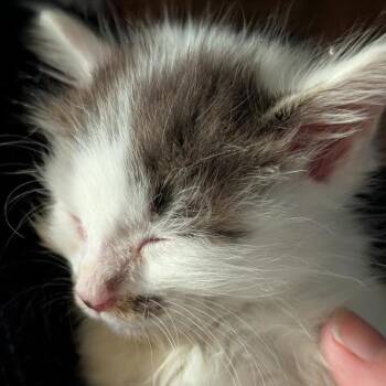 Domestic Short Hair Cats Available for Adoption in Auburn, Alabama - Morgana | PetCurious