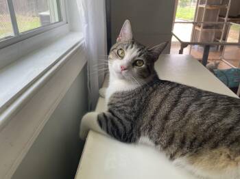 John Deere -  Domestic Short Hair Cat for Adoption in Suffolk, Virginia - John Deere | PetCurious