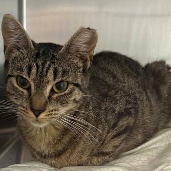Catamari -  Domestic Short Hair Cat for Adoption in East Hanover, New Jersey - Catamari | PetCurious