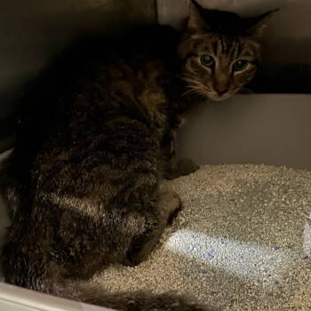 Rescue Domestic Short Hair Cats for Adoption in Austin, Texas - Beebop | PetCurious
