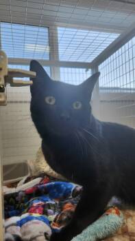 Rescue Domestic Short Hair Cats for Adoption in Brookings, Oregon - Cuddles | PetCurious