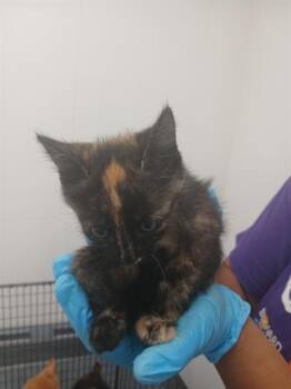 BRIE -  Domestic Short Hair Cat for Adoption in Fort Lauderdale, Florida - BRIE | PetCurious