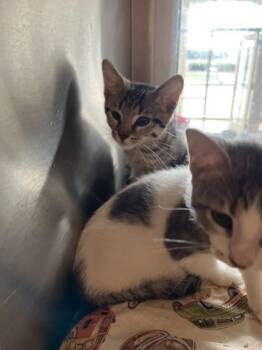 Tammie -  Domestic Short Hair Cat for Adoption in North Richland Hills, Texas - Tammie | PetCurious