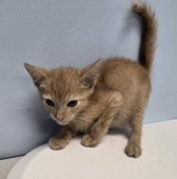 Jamal -  Domestic Short Hair Cat for Adoption in Gainesville, Florida - Jamal | PetCurious