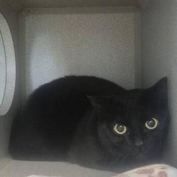 Domestic Short Hair Cats Available for Adoption in Austin, Texas - Jade | PetCurious