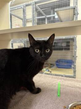 Airy -  Domestic Short Hair Cat for Adoption in Kansas City, Missouri - Airy | PetCurious