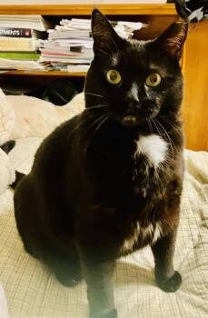 American Shorthair Cats Available for Adoption in Hasbrouck Heights, New Jersey - Cleo & Sons  | PetCurious