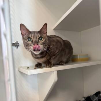 Proxima -  Bengal Cat for Adoption in Port Richey, Florida - Proxima | PetCurious