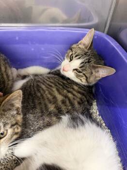 Creole -  Domestic Short Hair Cat for Adoption in Glenfield, New York - Creole | PetCurious