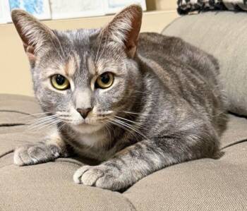 Lily -  Domestic Short Hair Cat for Adoption - Lily | PetCurious