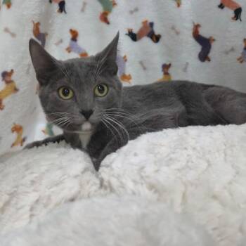 Domestic Short Hair Cats Available for Adoption in Laredo, Texas - Yumi | PetCurious