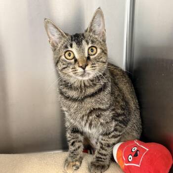 Jess -  Domestic Short Hair Cat for Adoption in Collierville, Tennessee - Jess | PetCurious