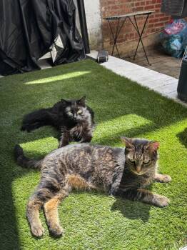 Rescue Domestic Short Hair Cats for Adoption in Montreal, Quebec - Samir Et Louna | PetCurious