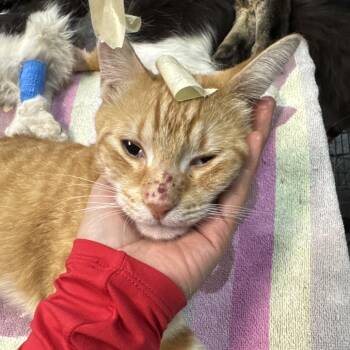Noah -  Domestic Short Hair Cat for Adoption in Las Vegas, Nevada - Noah | PetCurious